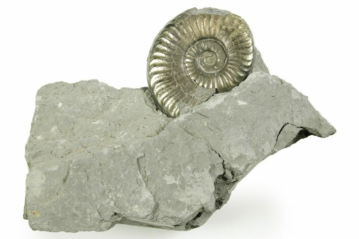Pyritized Jurassic Ammonite (Fuciniceras) Fossil - France #367623